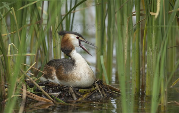 Great crested grebe