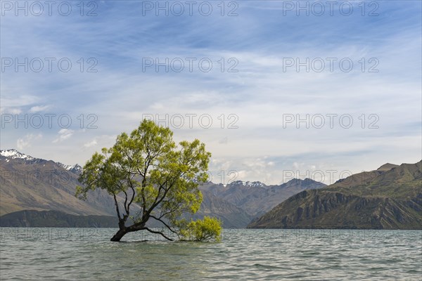 Single tree standing in the water