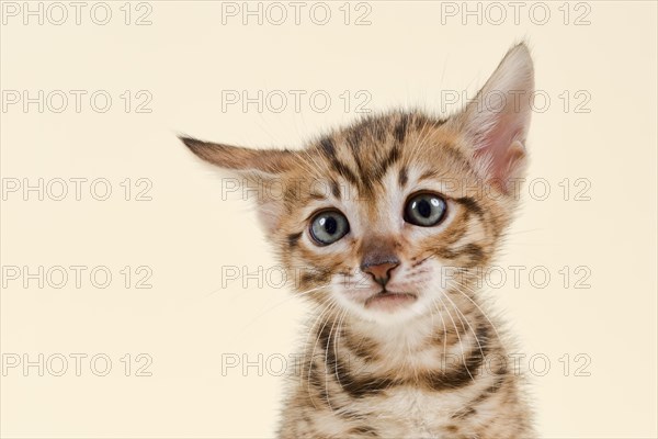 Toyger