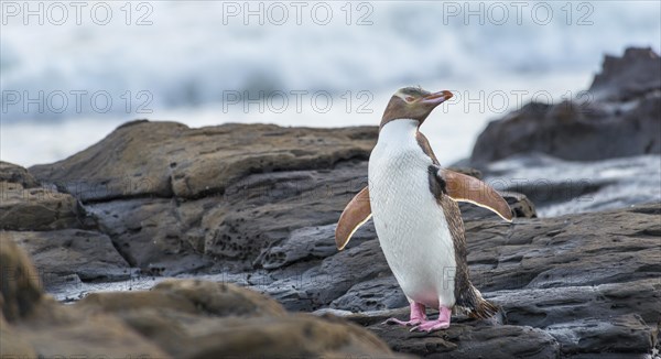Yellow-eyed penguin