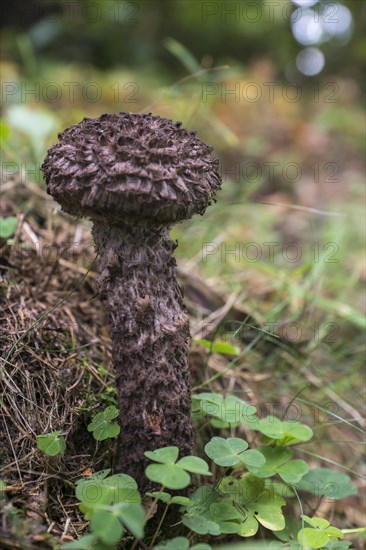 Old Man of the Wood