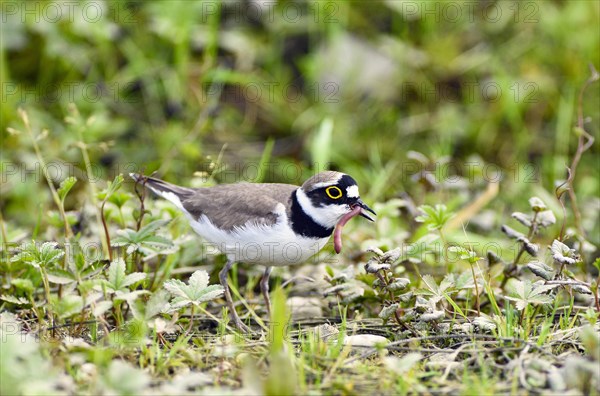 Little ringed plover