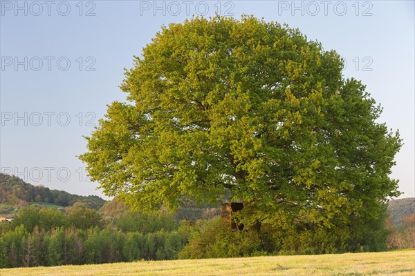 Old oak tree