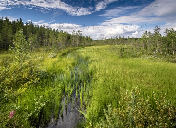Creek flows through wetland