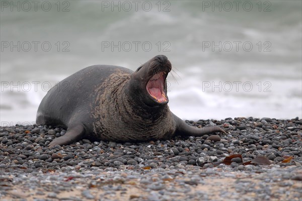 Grey Seal