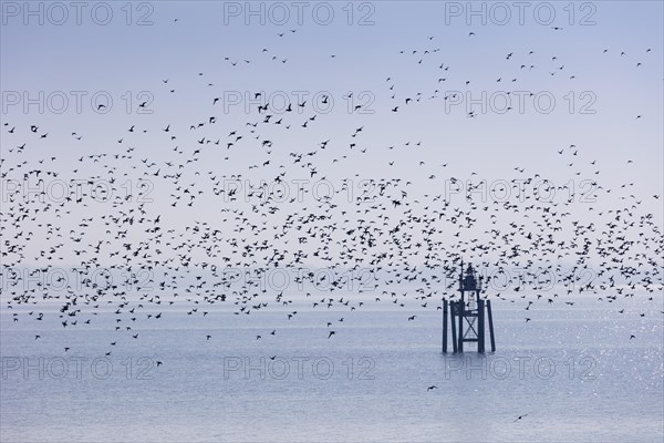 Flock of ducks over Lake Constance in Lindau
