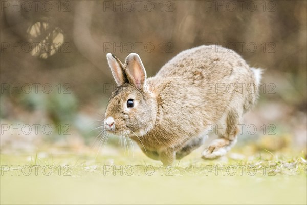 Wild rabbits