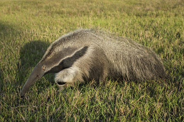 Giant anteater