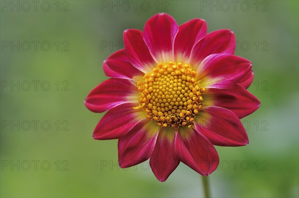 Garden dahlia