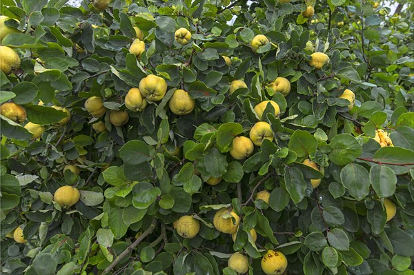 Ripe Quinces