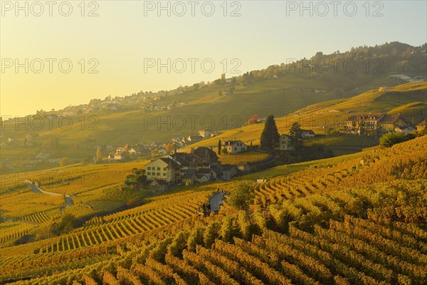 Vineyards in autumn with view of winemaking villages Epesses and Riex
