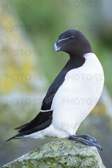 Razorbill