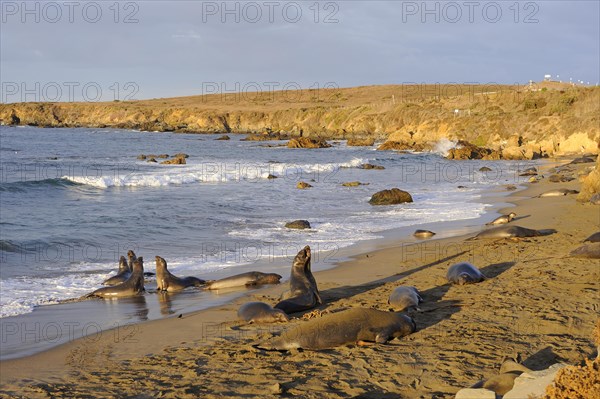 Northern Elephant Seals