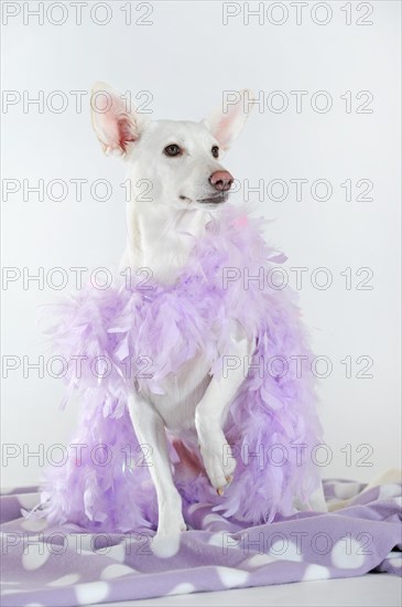 Mongrel with purple feather boa