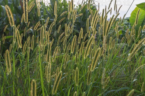 Dwarf Fountain Grass