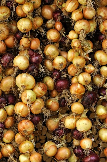Red and white onions