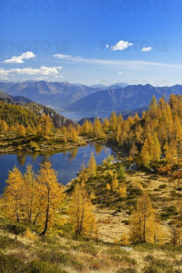 Larches