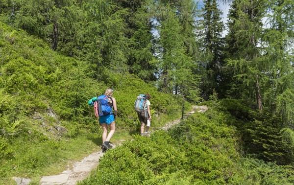 Hikers on a trail through a larch forest