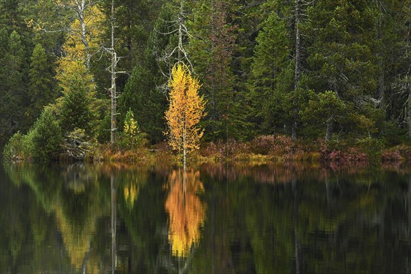 Trees reflected in lake