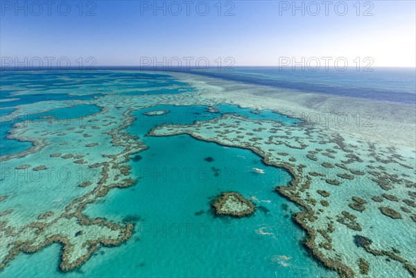 Coral Reef