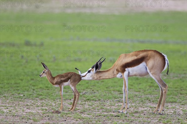 Springboks