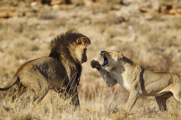 Lions