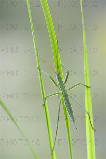 Saga pedo bush cricket
