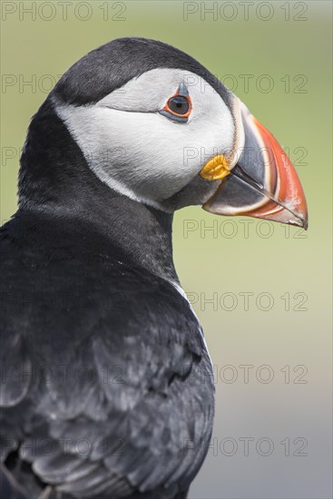 Puffin