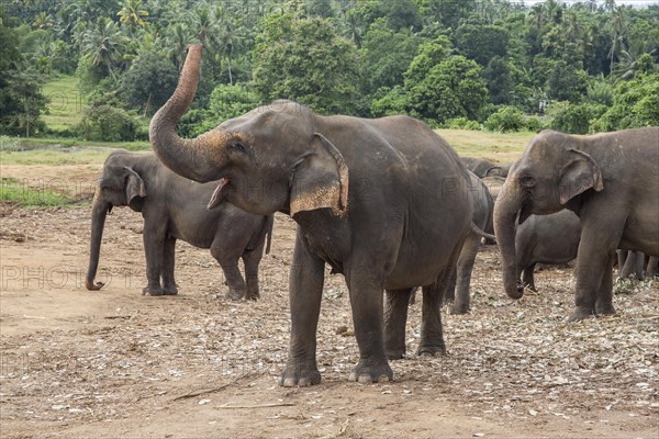 Asian elephant