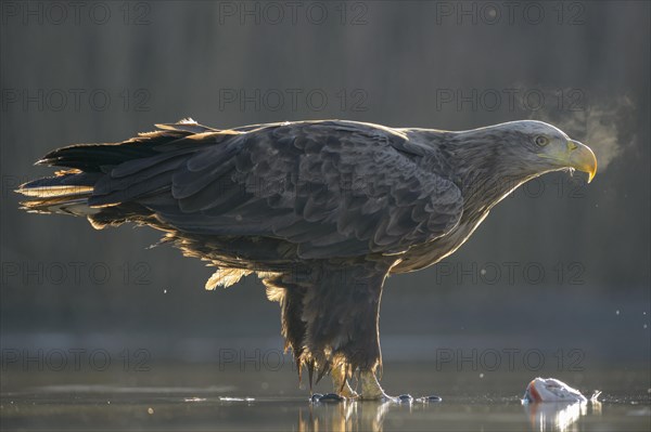 White-tailed eagle