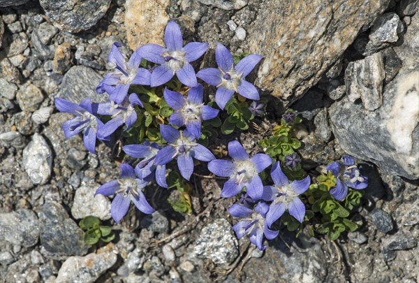 Mont-Cenis Bellflower