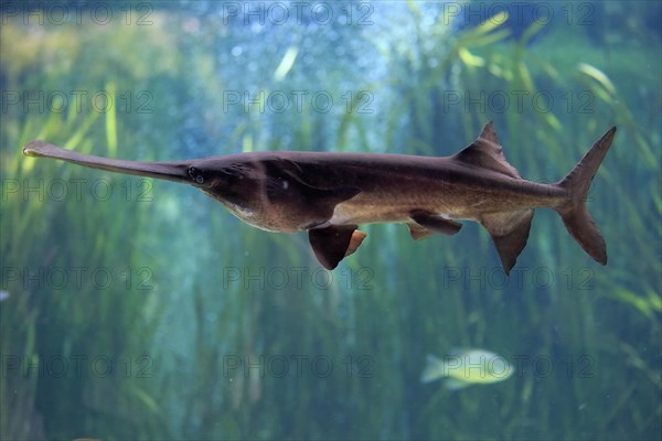 American paddlefish