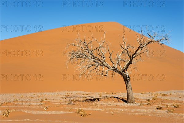 Dry camel thorn tree