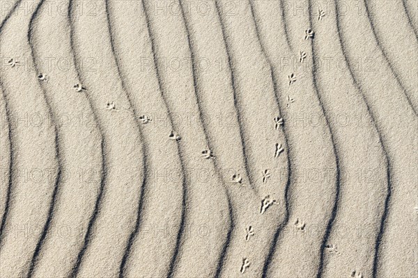 Crossed over animal tracks in the sand