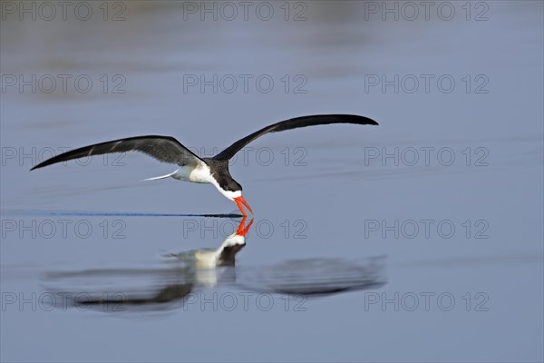 African skimmer