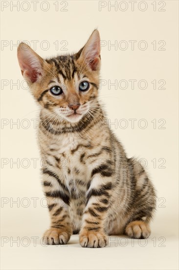Pedigree cat Toyger