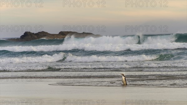 Yellow-eyed penguin
