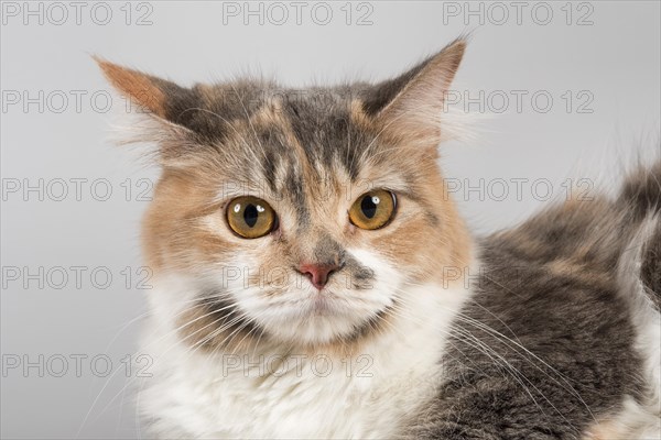 Pedigree cat Manx-Cymric