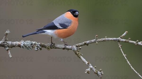 Eurasian bullfinch