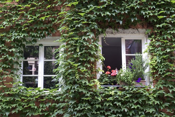 Ivy twists around windows