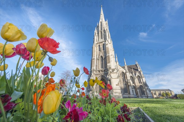 Tulips blooming in front of First Church of Otago