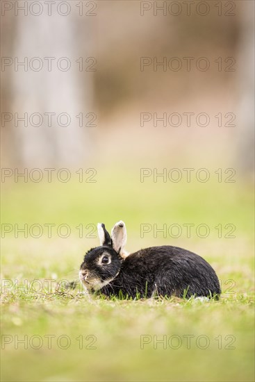 Wild rabbits