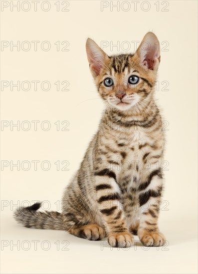 Pedigree cat Toyger