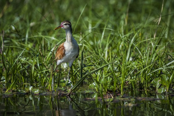 Wattled jacana