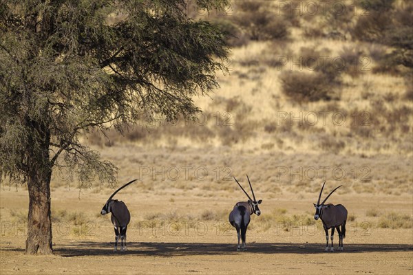 Gemsboks