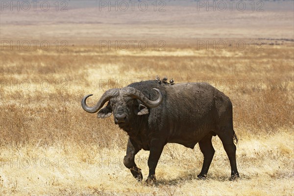 Cape buffalo