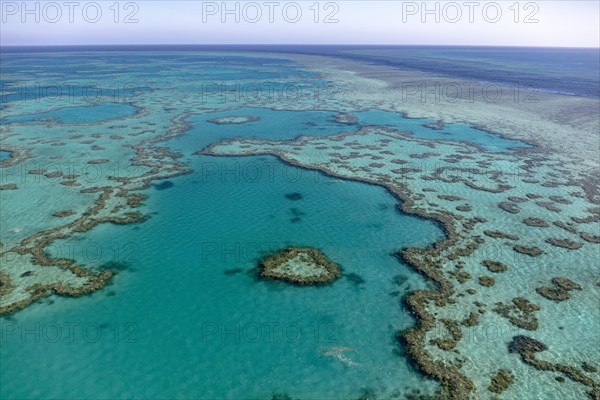 Coral Reef