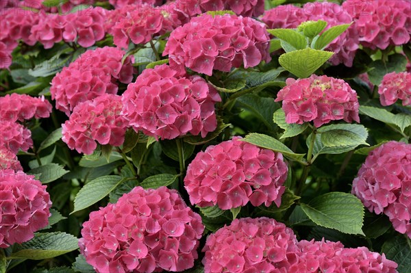 Hydrangea