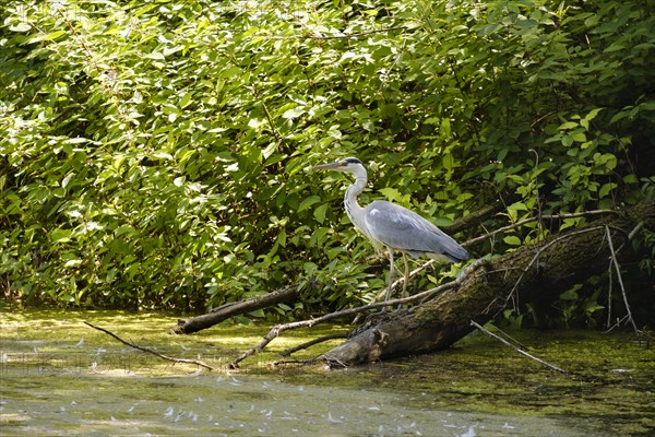 Grey geron