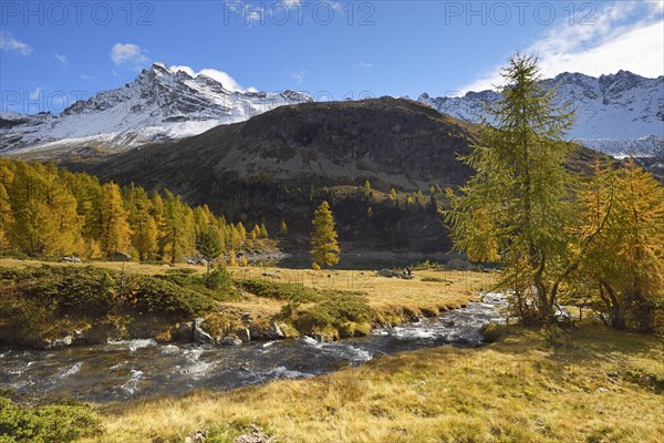 Larch forest in autumn